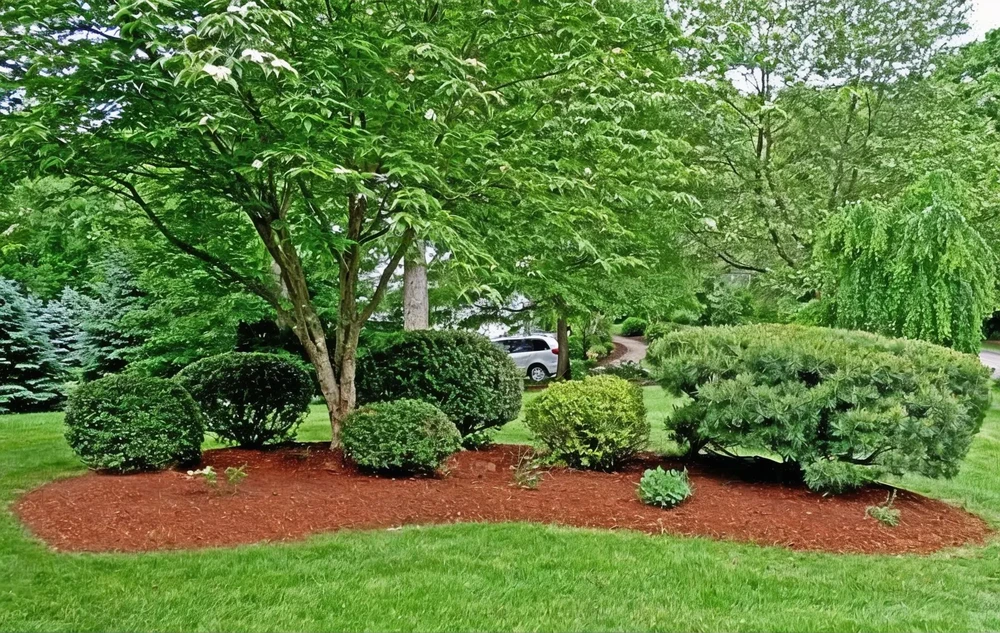 Aménagement paysager résidentiel avec massif d'arbustes taillés et arbre d'ornement sur pelouse verte