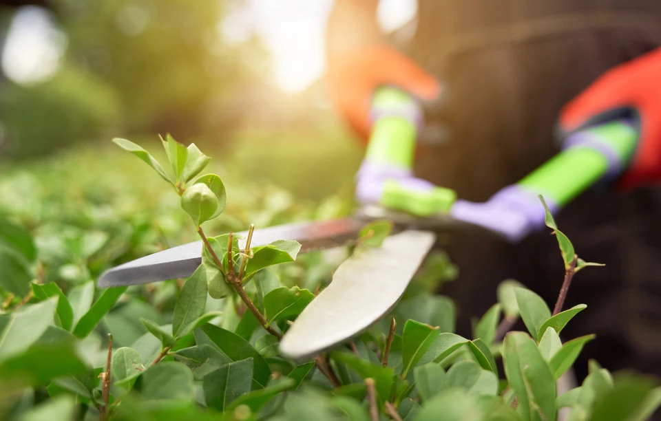 Femme en plein air pratiquant le jardinage, plantant des végétaux dans un potager avec paillis de paille