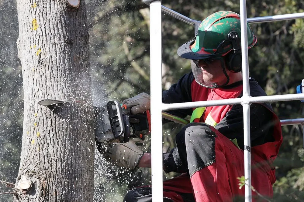 Élagage d'arbre en extérieur par un professionnel équipé d'un casque de protection et vêtements haute visibilité rouge et jaune
