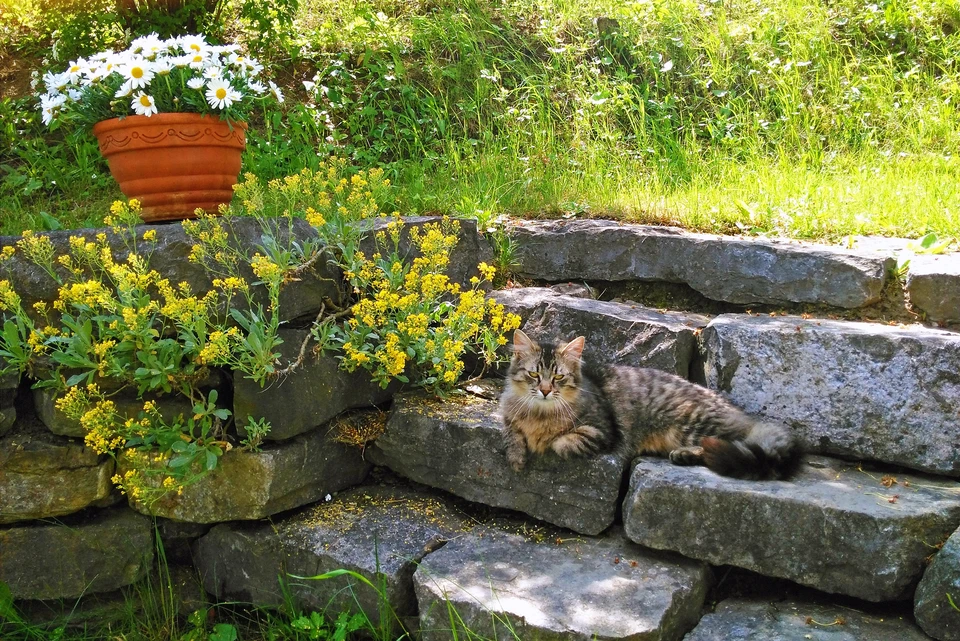 Paysage naturel avec pierre décorative dans une arrière-cour résidentielle