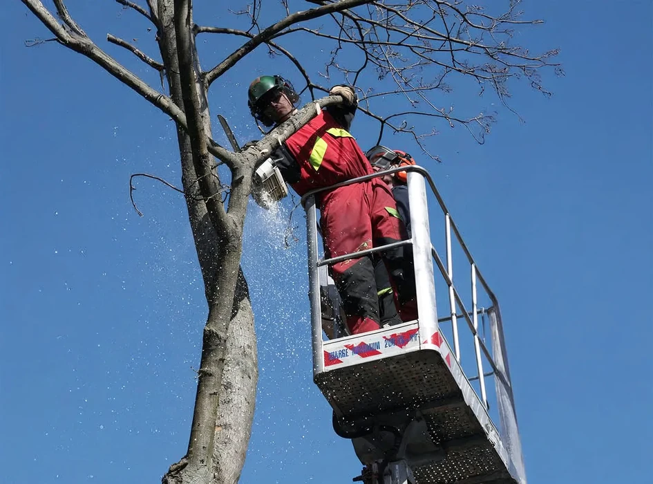 Aménagement paysager extérieur avec bassin d'ornement entouré de galets et pierres naturelles