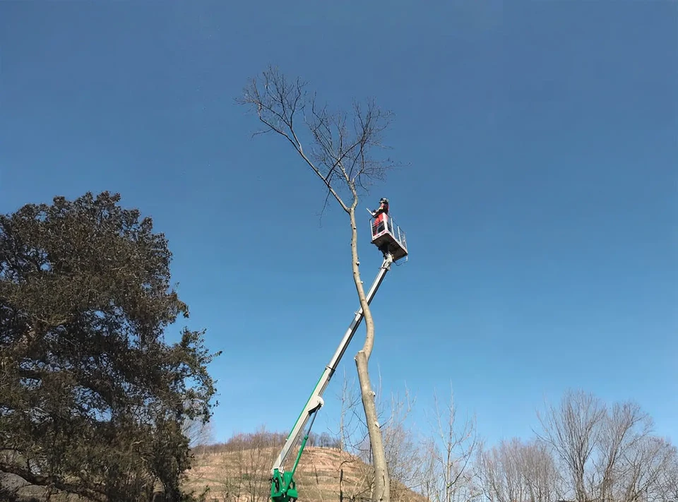 Vignoble en pleine campagne avec rangées de vignes ordonnées au premier plan, collines verdoyantes et affleurements rocheux calcaires en arrière-plan sous ciel bleu dégagé